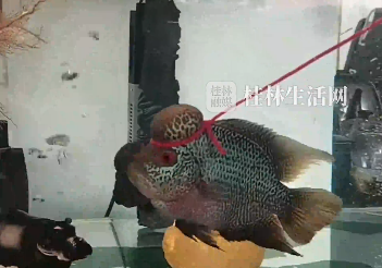 果然没有一只被拴住的动物是无辜的！小鱼爱咬同鱼缸的伙伴被主人拴绳养！博主：我也实在是没招了