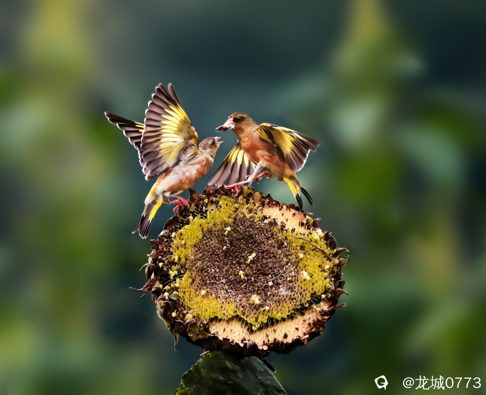 cc192a40-67d4-ca2f-6a31-f7ef4df2c21b.jpg
