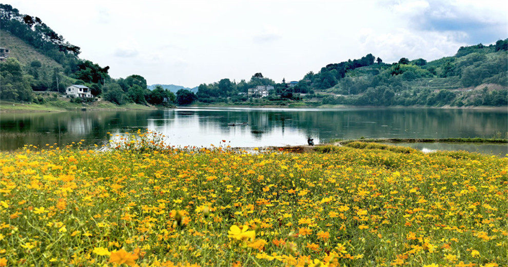 阳朔久大水库竹山村赏格桑花