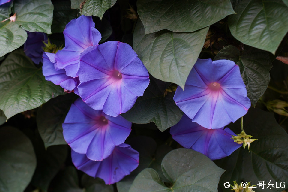 南方第三届花卉苗木交易会 (29).jpg