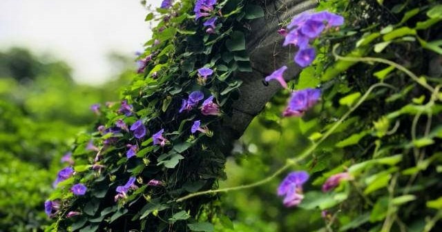 又见牵牛花