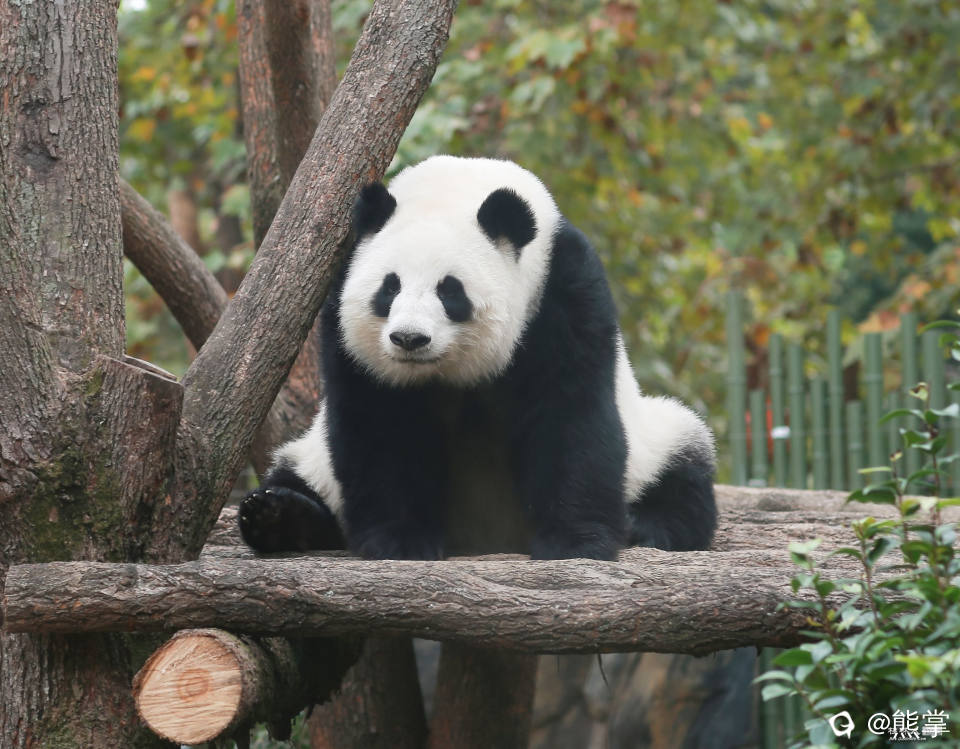 十月大熊猫囡囡