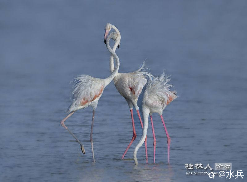 火烈鸟1245.jpg