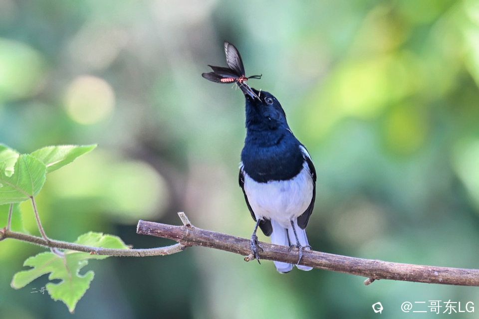 飞蛾扑嘴 (3).jpg