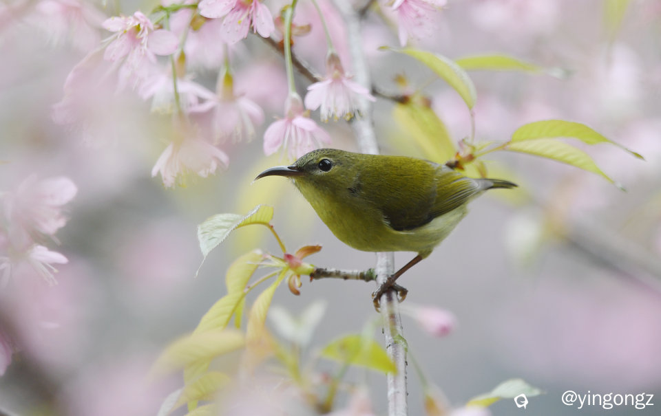 DSC_2957_副本.jpg
