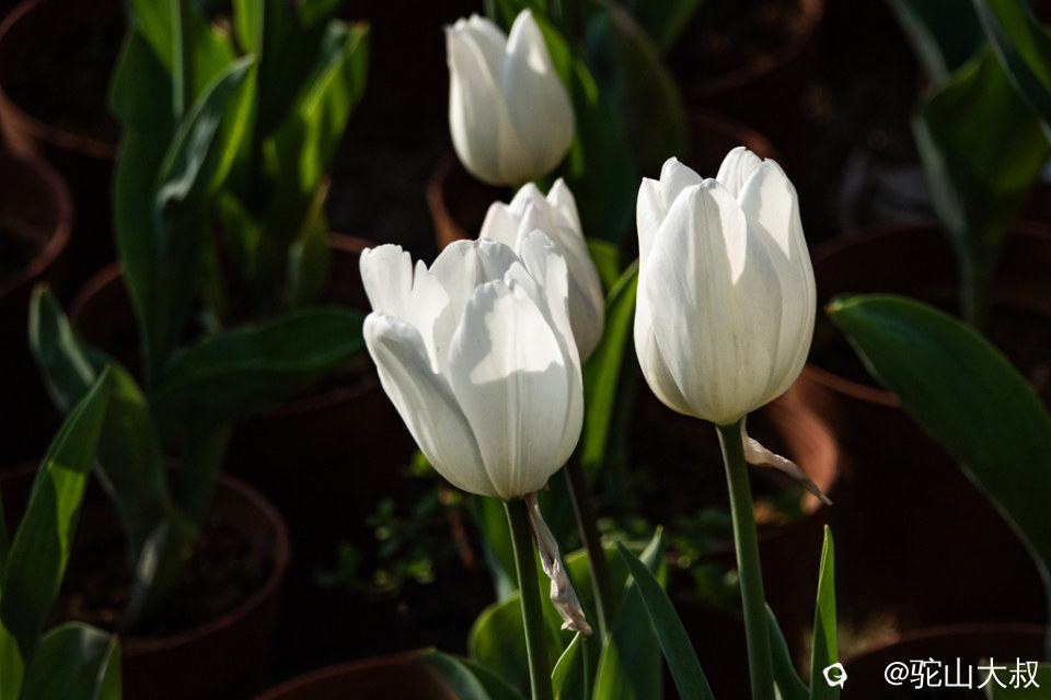 DSC05150-0 - 副本.jpg