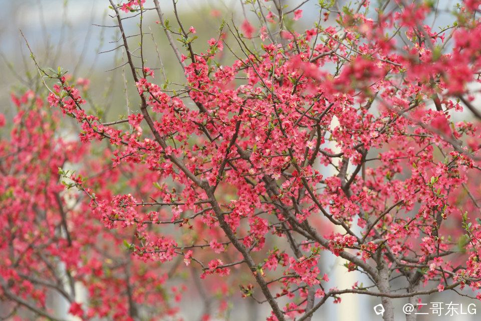 贴梗海棠 (35).jpg