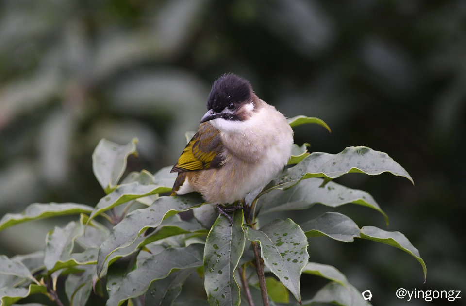 DSC_6103_副本1.jpg