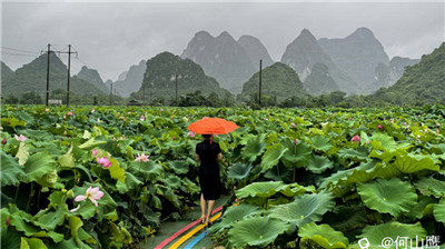 雨中赏荷（手机片），别有一番韵味