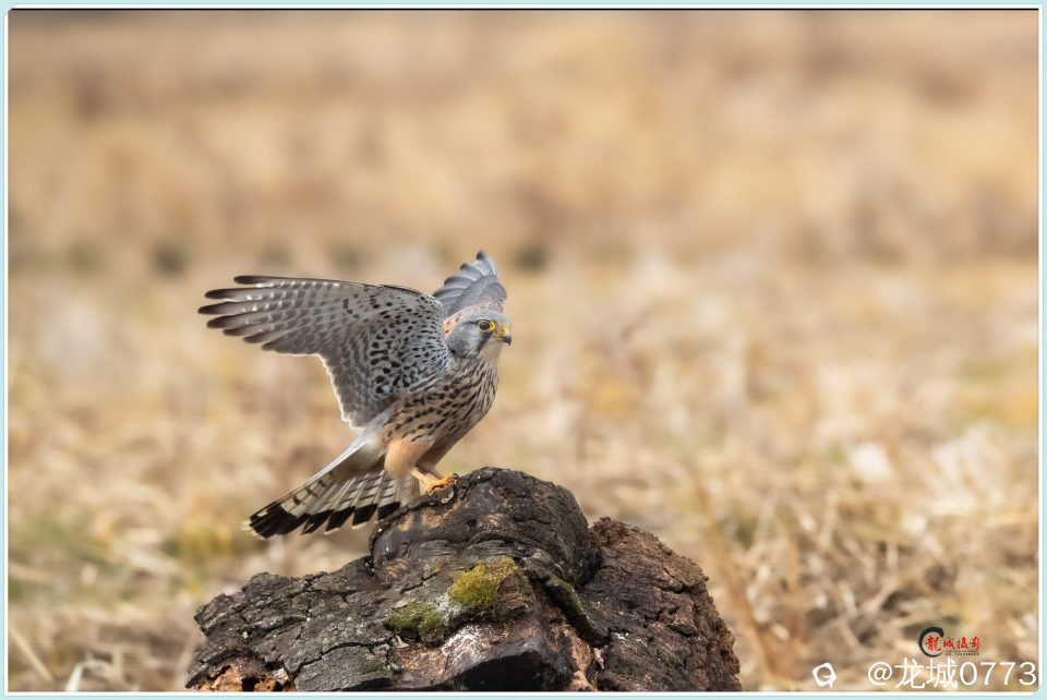 BG9I6945_副本 - 副本.jpg