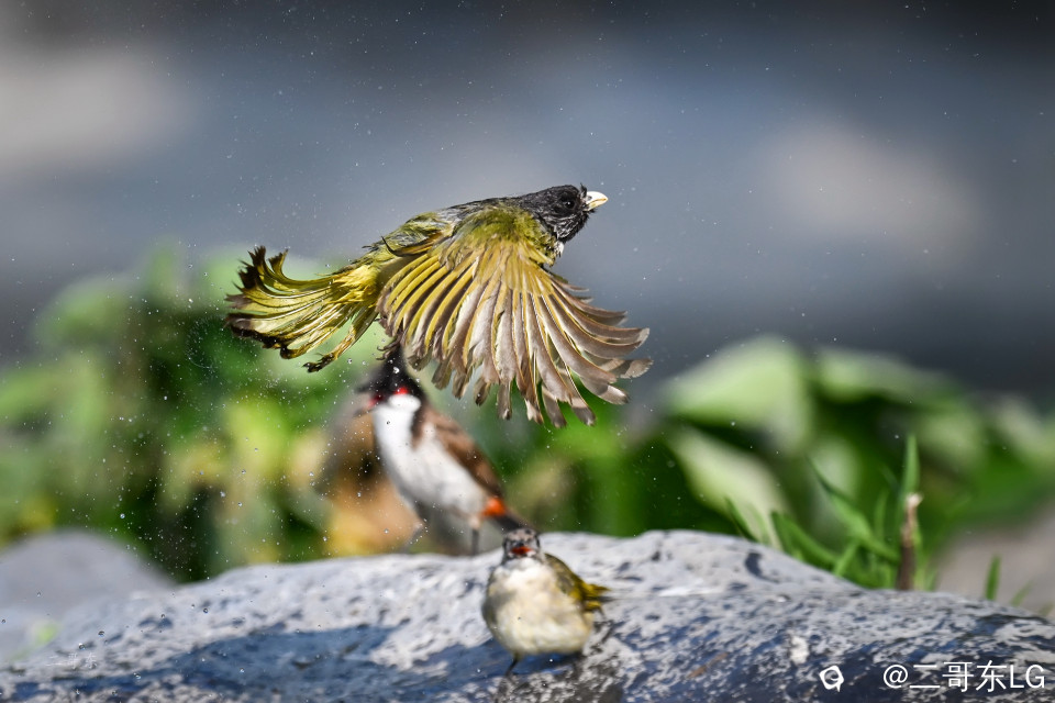 领雀嘴鹎--贵妃出浴 (9).jpg