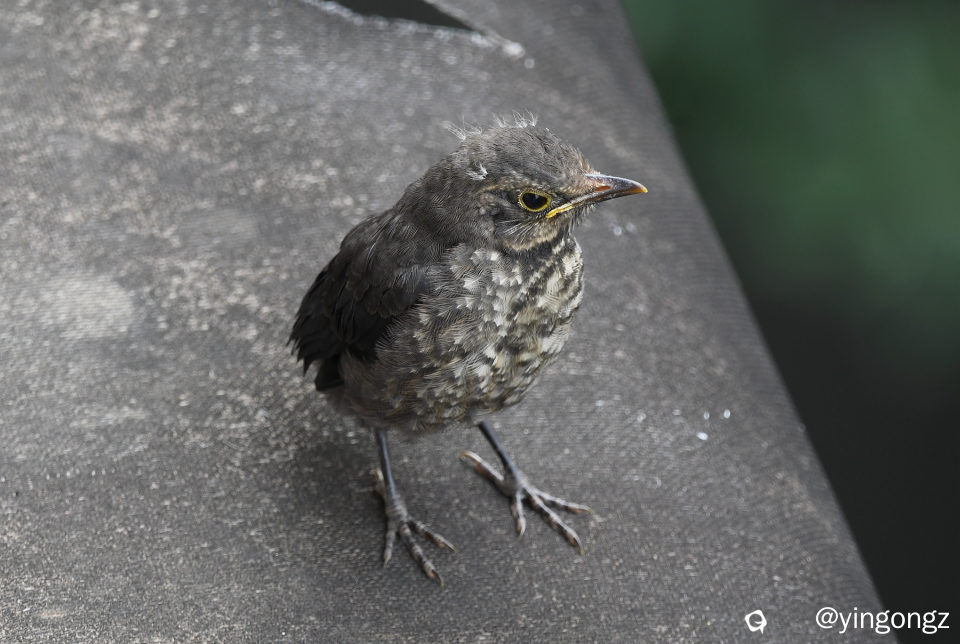 DSC_5610_副本.jpg