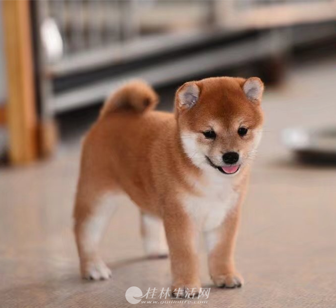 ������Ȯ��Ȯ����Ǯ ���ֲ�Ȯ�۸�