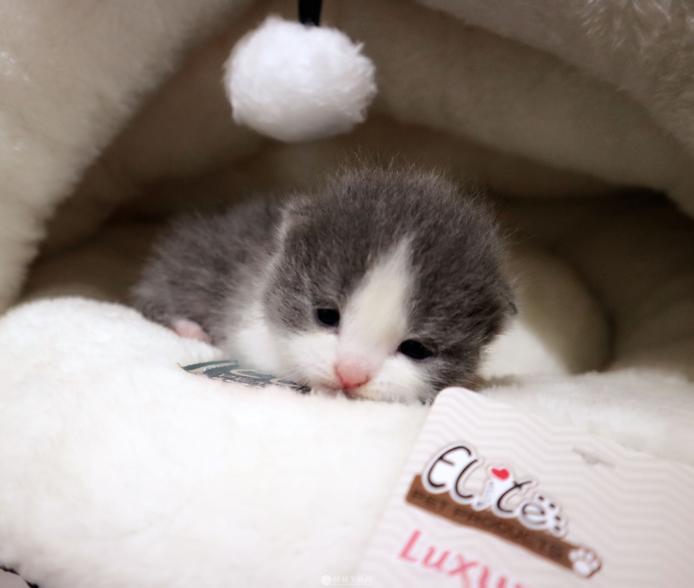 ����è��èӢ��ëè��è����è��Ʒ���˼�������Ӣ����ëè 6��21�ſ���ȥ�¼�