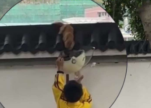 谢谢你!猫猫侠! 猫咪被困墙头，电动车上的小小身影完成了一场超暖心的救援