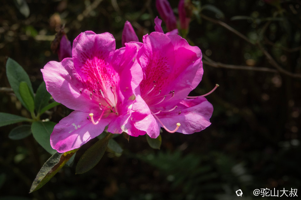 DSC01471-0 - 副本.jpg