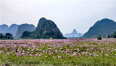 四塘田心村赏格桑花正当时