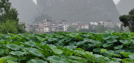 荷韵山墨，对酒言欢
