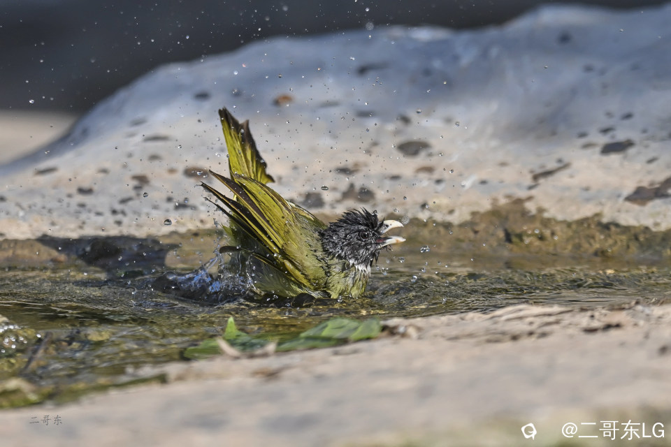 -领雀嘴鹎 (8).jpg