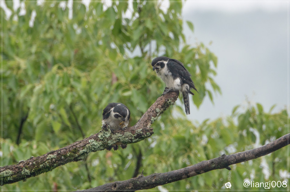 DSC09660_副本_副本.jpg