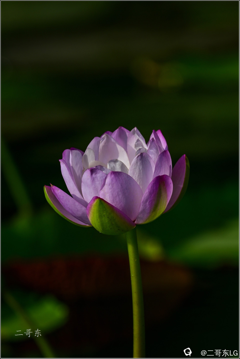 精品睡莲 (14).jpg