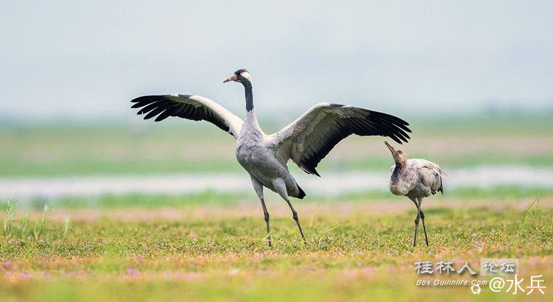 灰鹤45553_副本.jpg