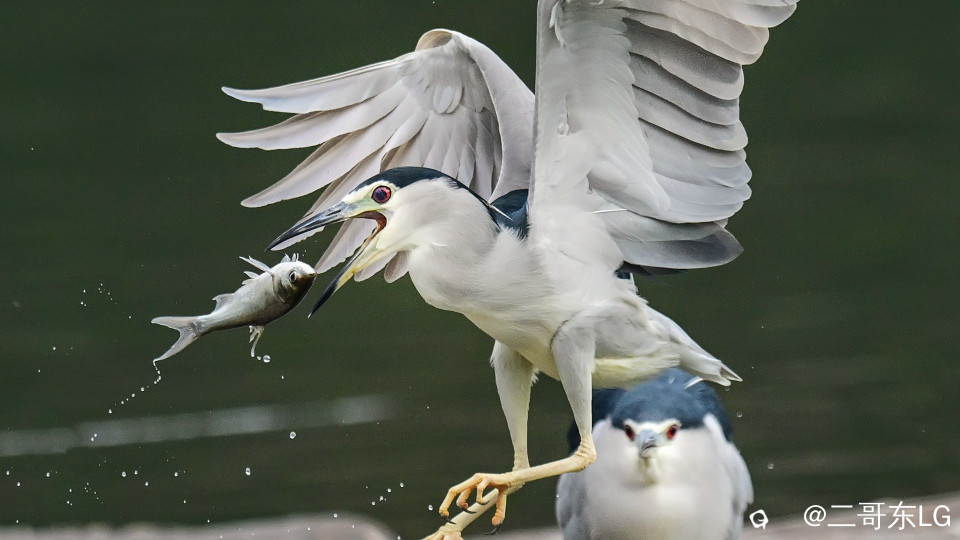 夜师傅干饭 (4).jpg