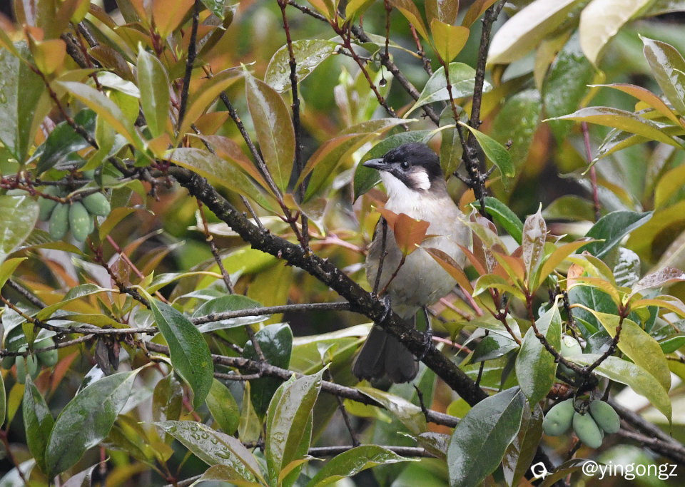 DSC_5780_副本.jpg