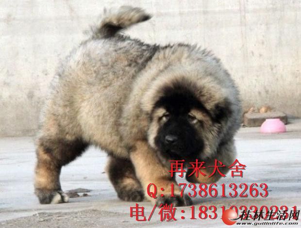 	 ���ָ߼��� �ܰ�߼��� ��ͷ���Ǽ� ��ʵ��Ƭ