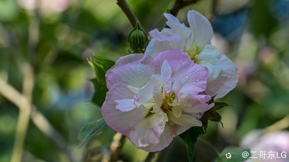 木芙蓉 (8).jpg