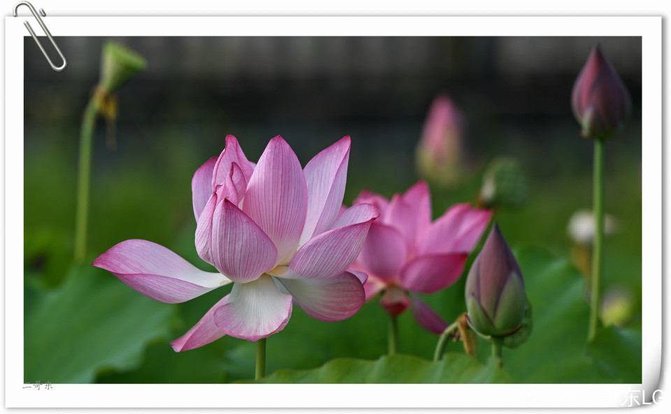 艳丽荷花 (6).jpg