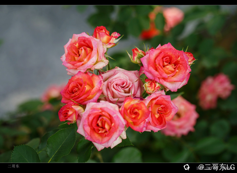 玫瑰 (26).jpg