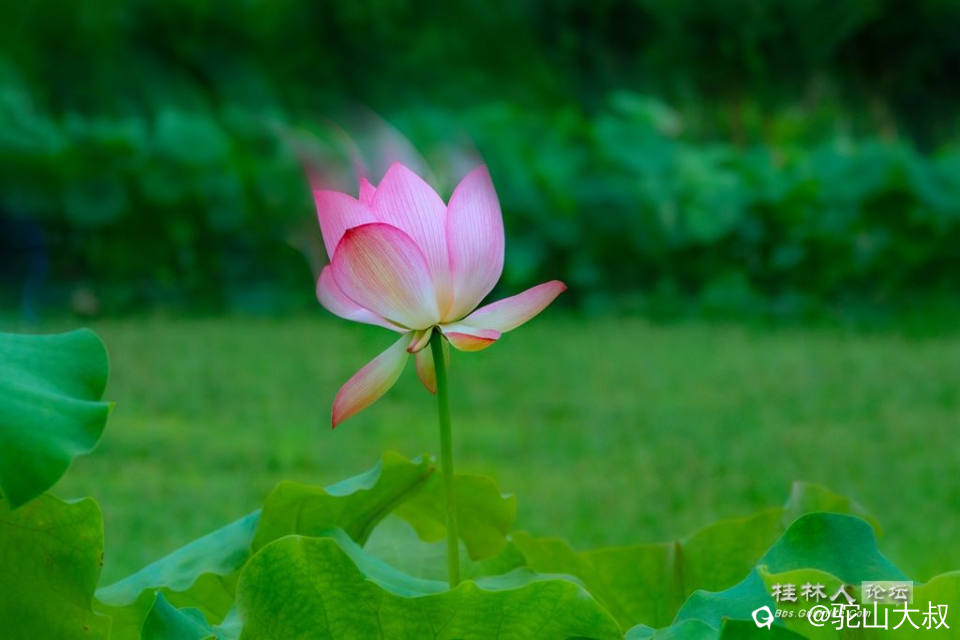 DSC08340-0 - 副本.jpg