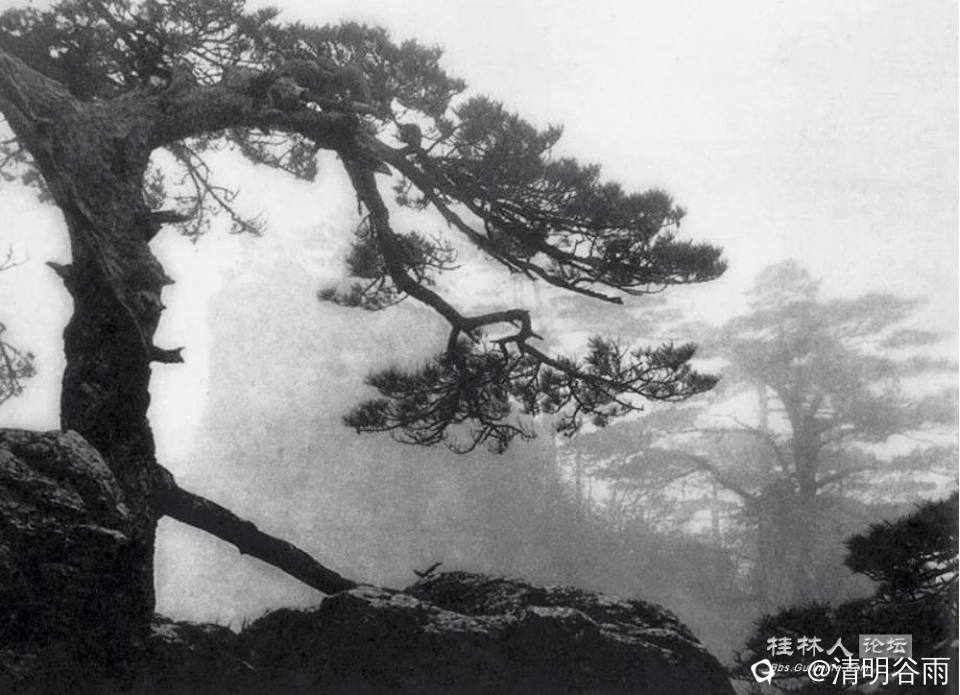黄翔《古松》照片.jpg