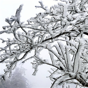 资源隘门界赏雾凇