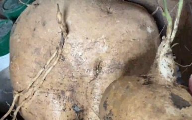 这是把凉薯老祖给挖了吧！广西女生晒家里种出&ldquo;巨无霸&rdquo;版凉薯！网友：刚开始想能有多大，镜头一转&ldquo;这么大的嘛&rdquo;