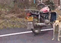 广西小土狗去学校接小主人放学，网友：还有只是骑摩托车来接的？