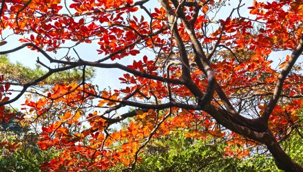 流苏树叶红：不争春色好，偏醉秋意浓