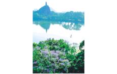 市区多个公园内蓝花楹盛放 桂林初夏街头披上&ldquo;蓝色浪漫&rdquo;