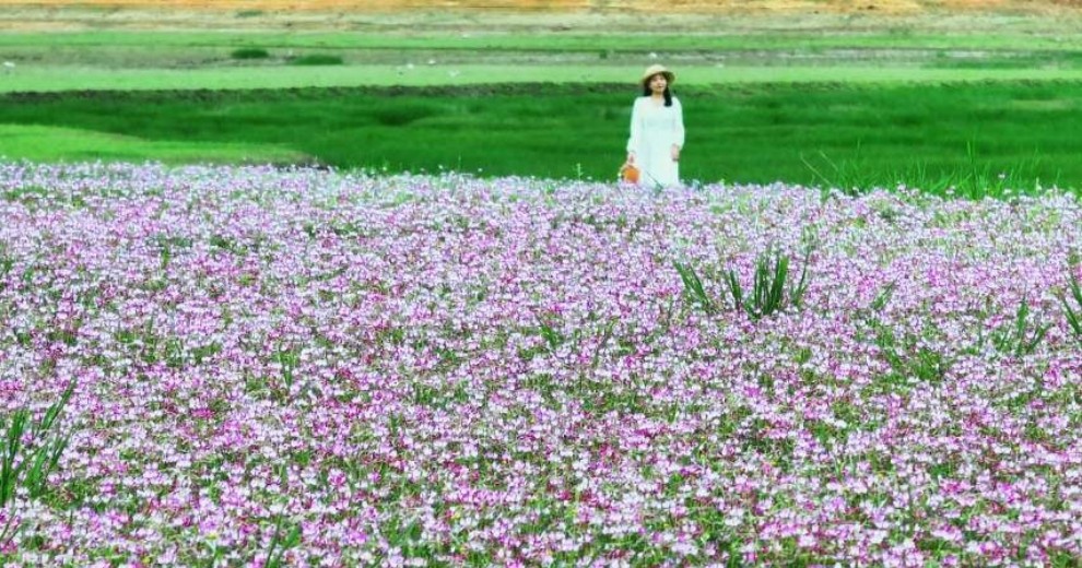 灵川大桥村花海紫云英开了