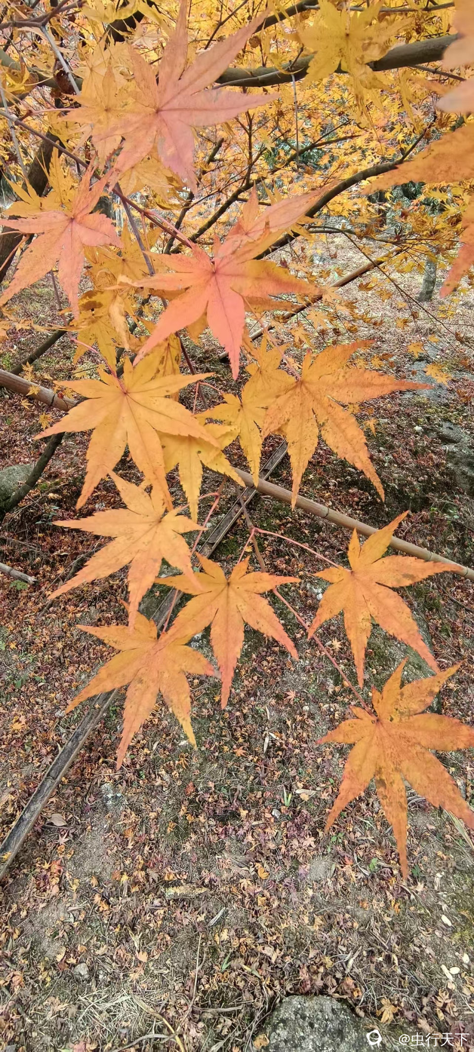 微信图片_20251201160946_220_88.jpg