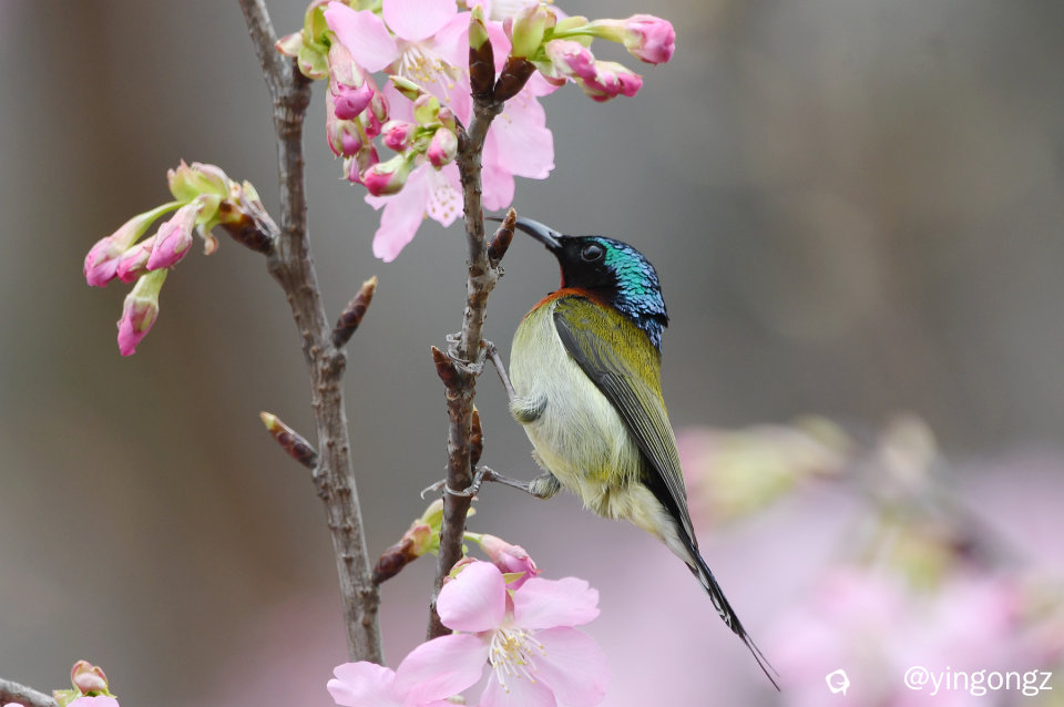 DSC_4371_副本.jpg