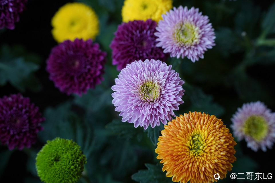 南方第三届花卉苗木交易会 (10).jpg