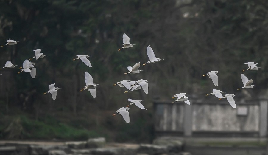 云南的&ldquo;洱海&rdquo;看海鸥，桂林的&ldquo;洱海&rdquo;看白鹭
