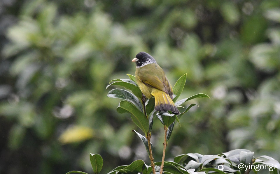 DSC_5282_副本.jpg