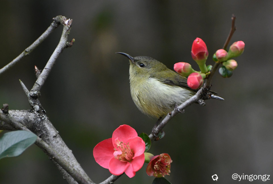 DSC_5322_副本.jpg