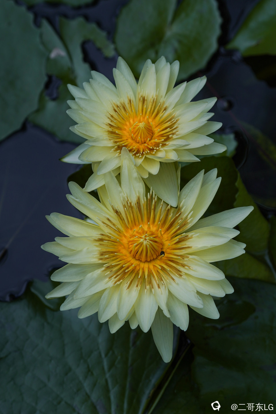 睡莲 (16).jpg
