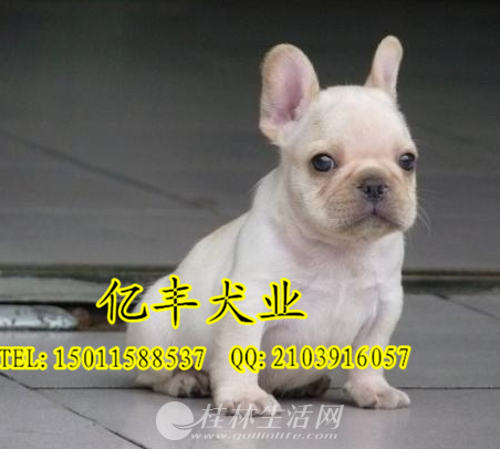 ���۴��ַ�ţ ������ţ������ �ڷ�Ȯ��ֱ��
