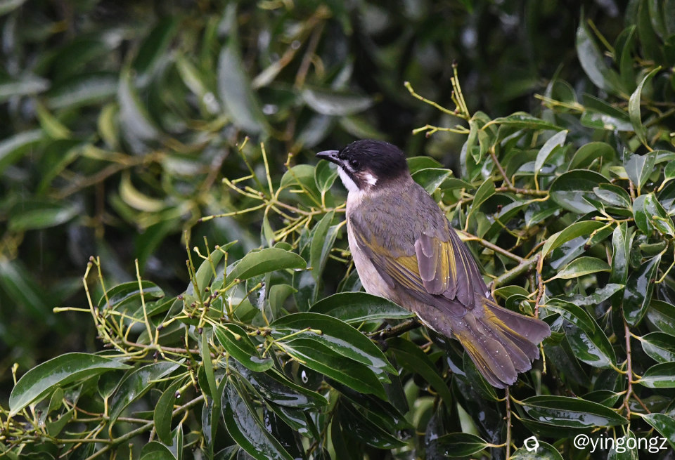 DSC_7636_副本.jpg