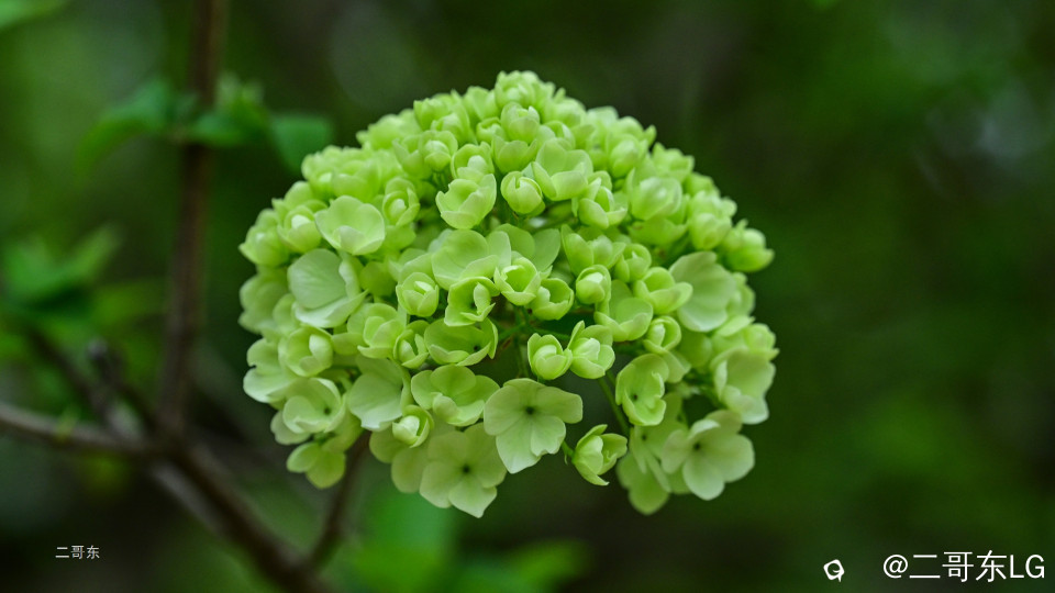 木绣球 (36).jpg